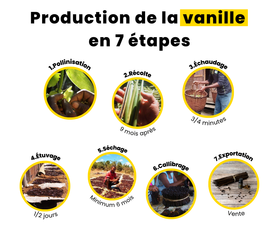 Lire la suite à propos de l’article La production de la vanille en 7 étapes